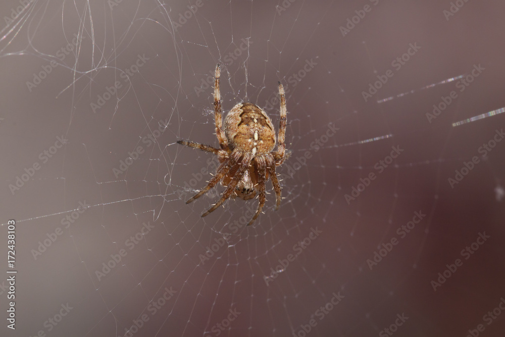 European common garden spider on web portrait, Araneus diadematus European common garden spider on web portrait, Araneus diadematus