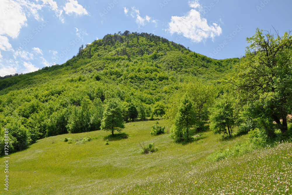 Forest glade in summer at the foot of the mountain