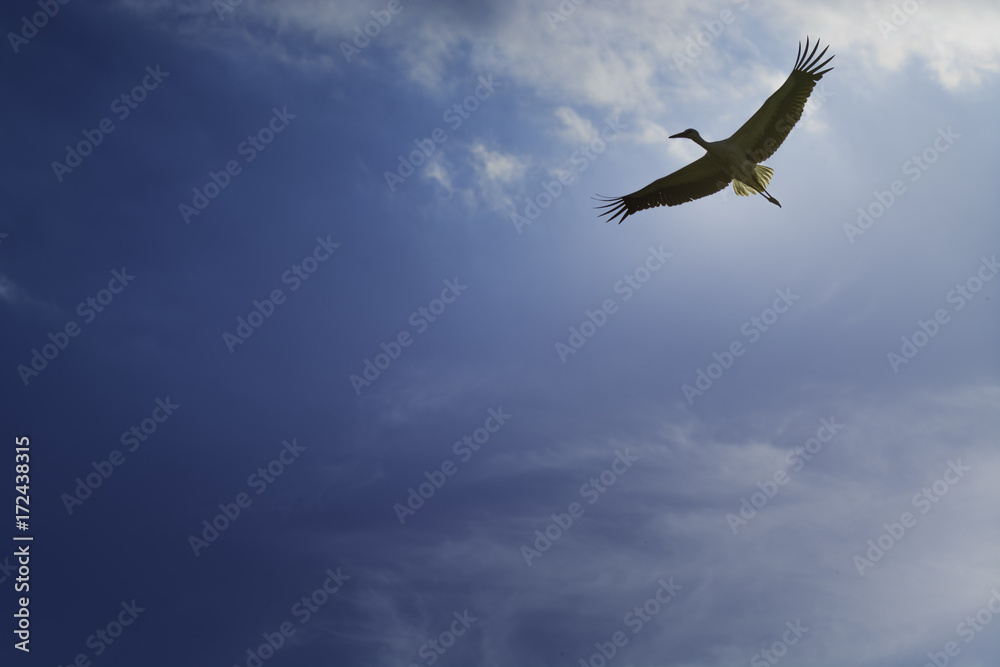 Fototapeta premium Stork on the fly