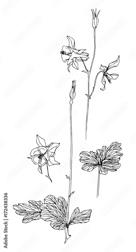 Set of hand drawn aquilegia. Sketch or doodle style vector illustration of a plant. Flowers and leaves as element of design.