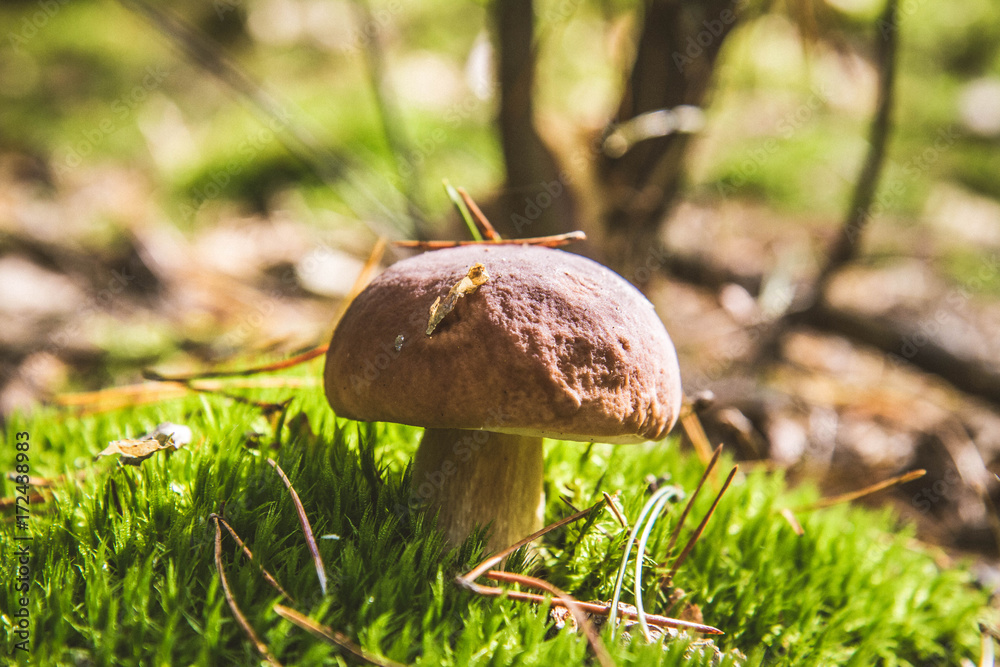 Xerocomus mushroom growing in a forest Xerocomus mushroom growing in a forest