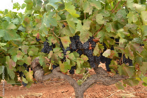 rijpe, blauwe druiven aan de wijnstok in de Franse Verdon photo