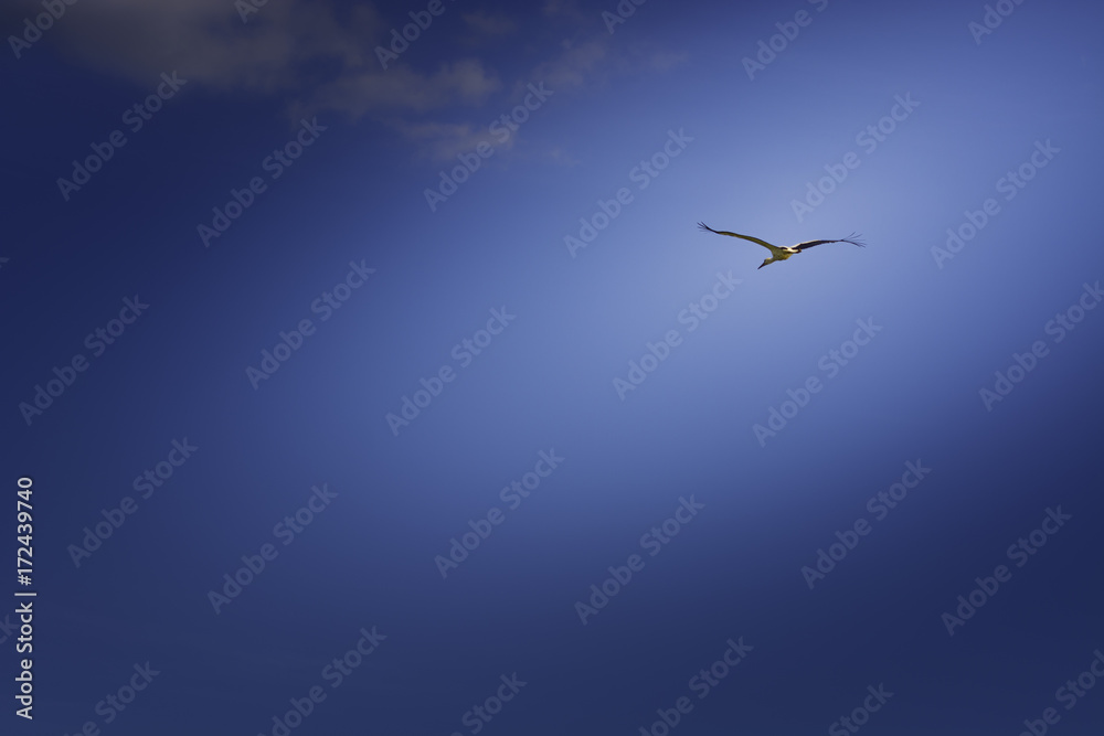 Fototapeta premium Stork on the fly