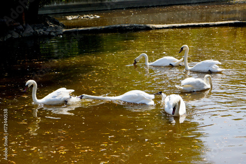 White Swans in the Lake