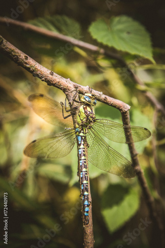 Aeshnidae (hawker) dragonfly on a branch