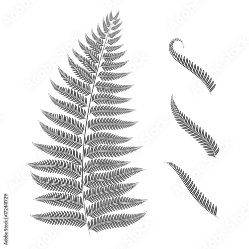 Black and white image of a fern leaf. Vector isolated objects on white background.