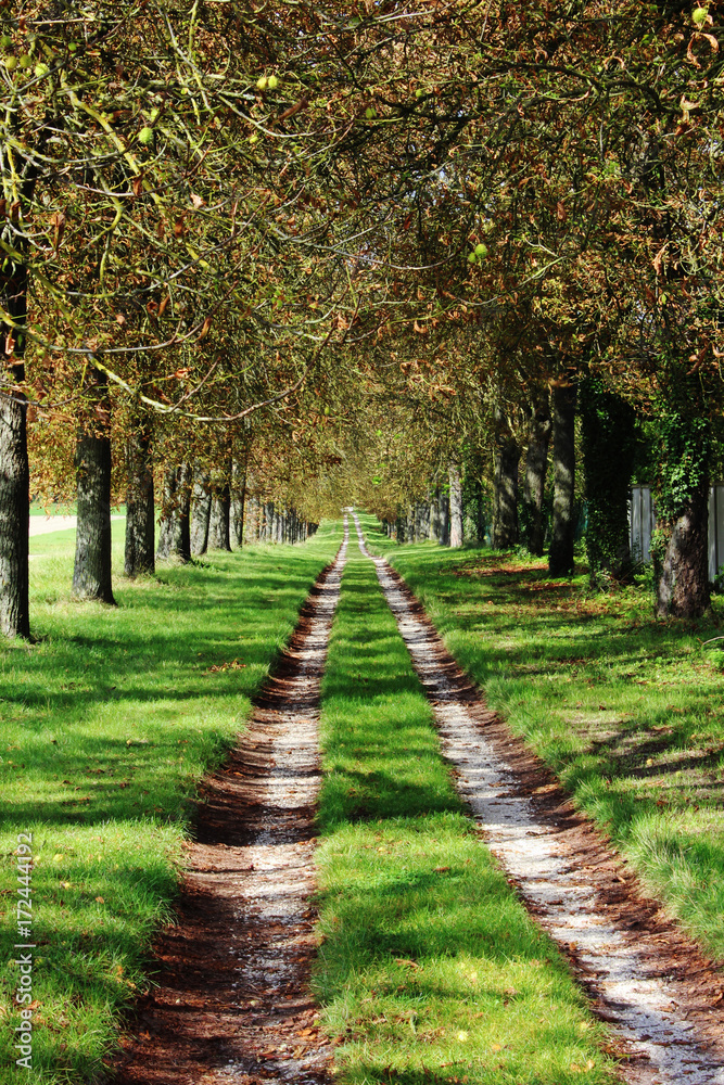 Arbres en Automne Arbres en Automne