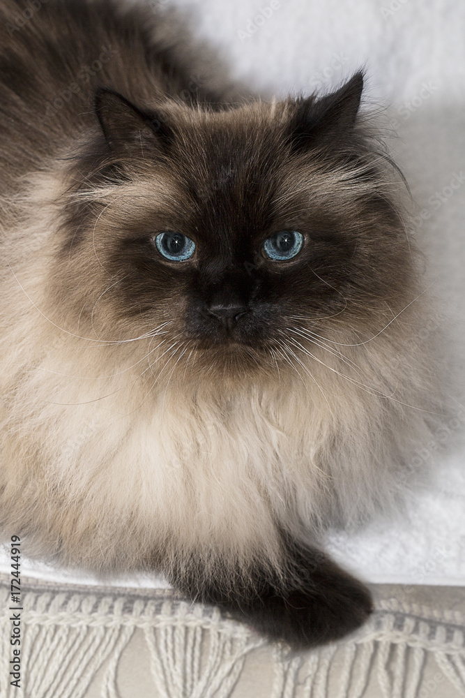 Fluffy white siamese cat 2025