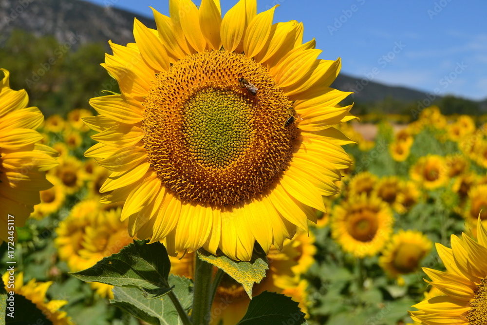 Fototapeta premium El girasol y sus visitas