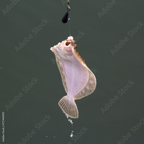 Flounder hanging on the hook while fishing