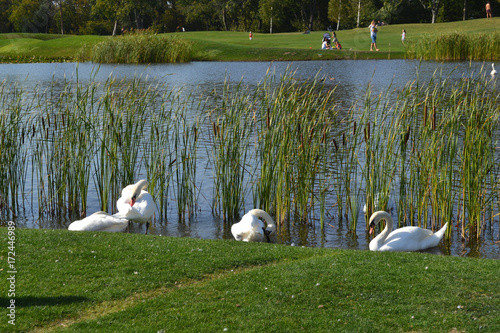 Fotografie white swans