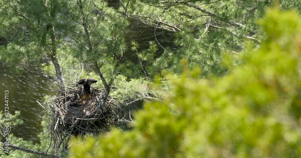 Looking into a nest of baby eagles over a river, one of the babies gets up to stretch its wings and does a little hop like it is practicing to fly.