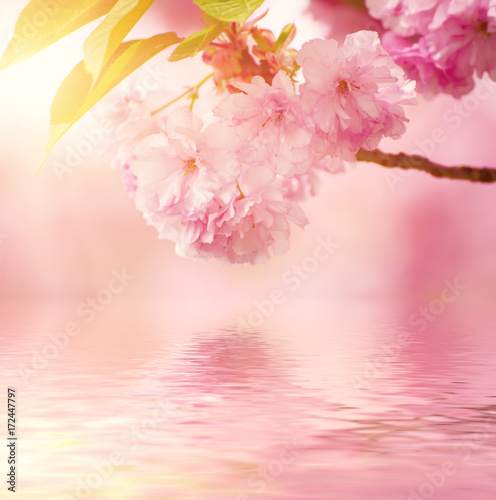 Fototapeta Naklejka Na Ścianę i Meble -  Fresh pink flowers of sakura growing in the garden, natural spring outdoor background