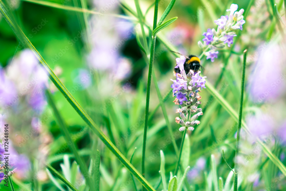 Bee in Lavender Field 