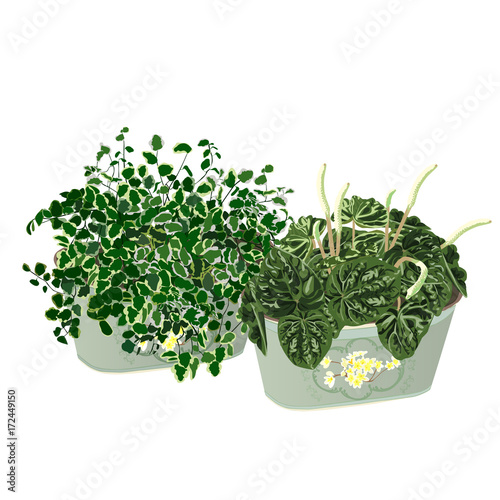 Ficus dwarfish and the peperomia wrinkled in a cachepot in style Provence