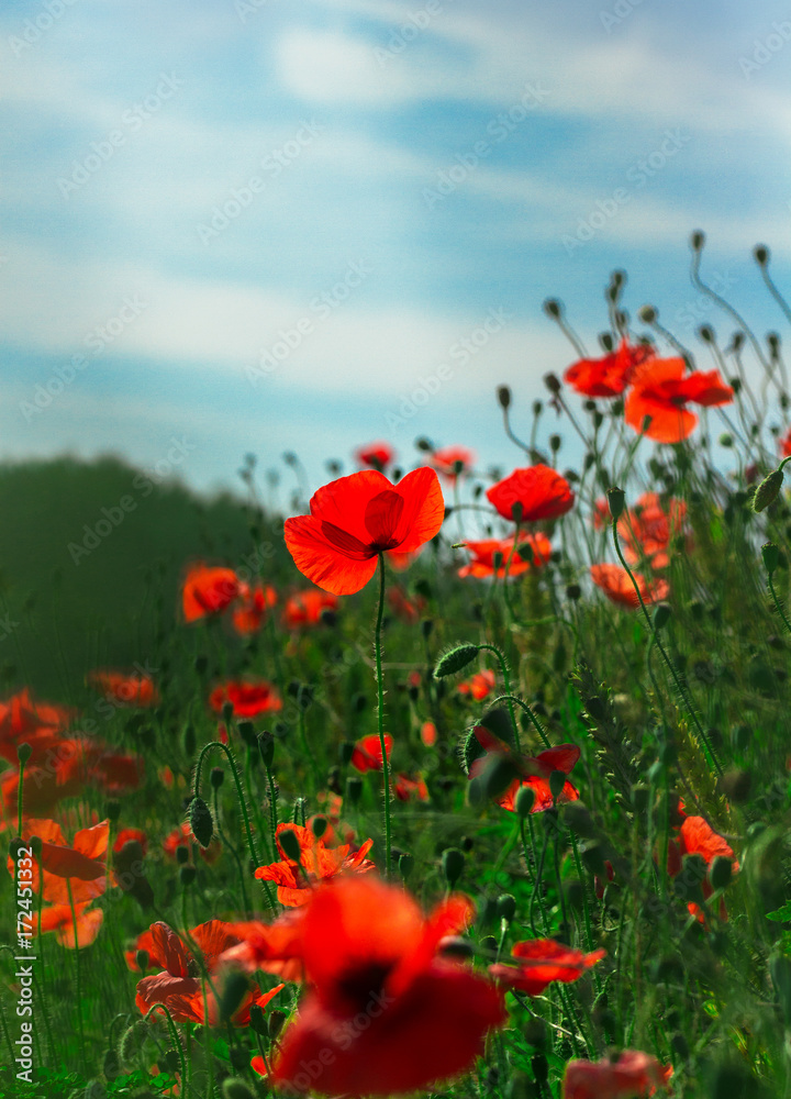 Red poppy flowers. Red poppy flowers.