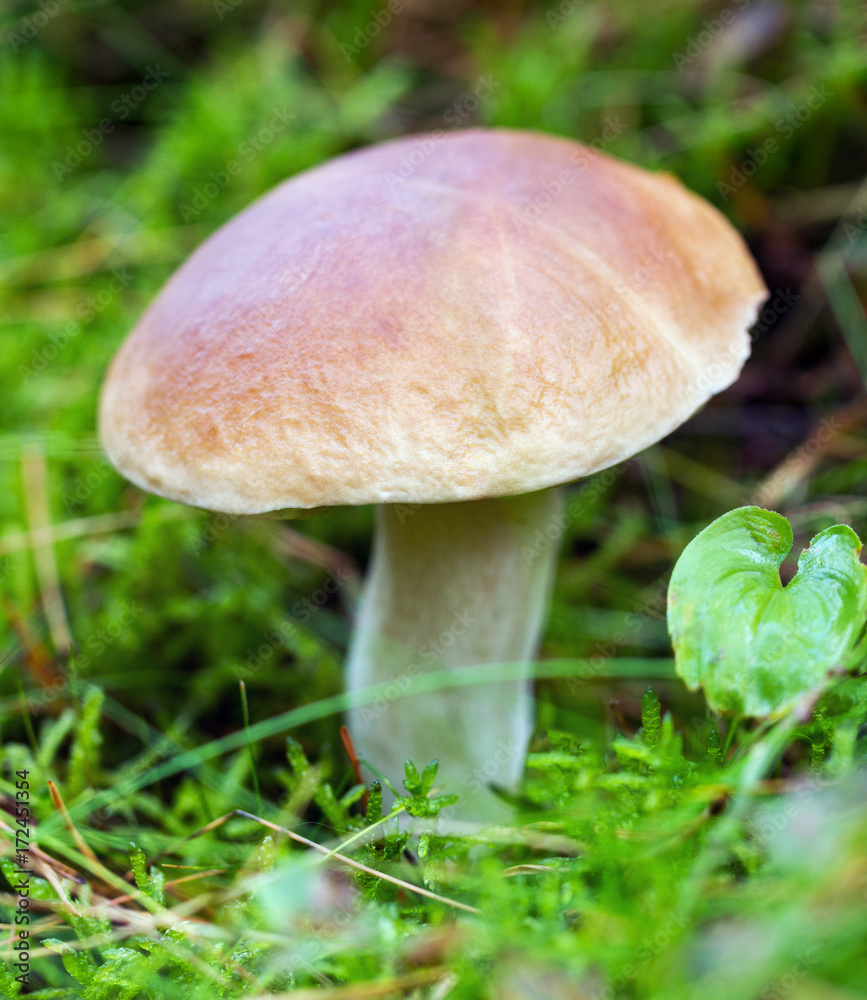 Big edible mushroom. Big edible mushroom.