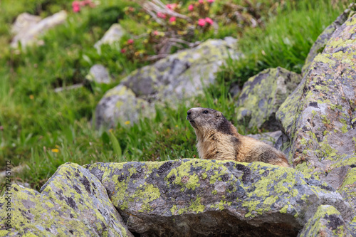 Alpine marmot (Marmota marmota) in the French Alps