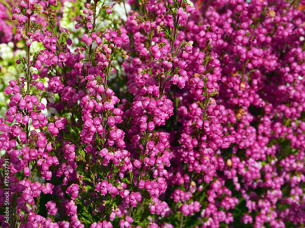 Heather flowers blossom.Erica carnea flowers close up.Floral background.Selective focus.