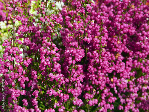 Heather flowers blossom.Erica carnea flowers close up.Floral background.Selective focus.