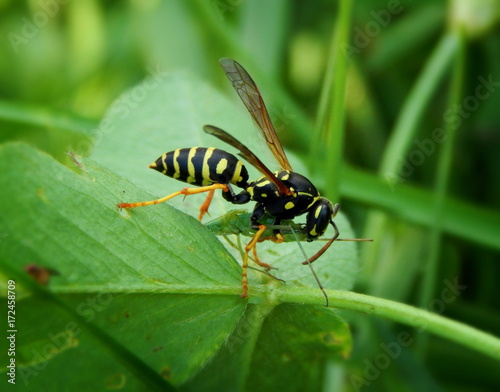 Wasp eating green beetle sitting on leaf closeup