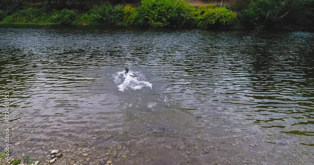 A girl plays stick with her dog in the river - aerial traveling A girl plays stick with her dog in the river - aerial traveling