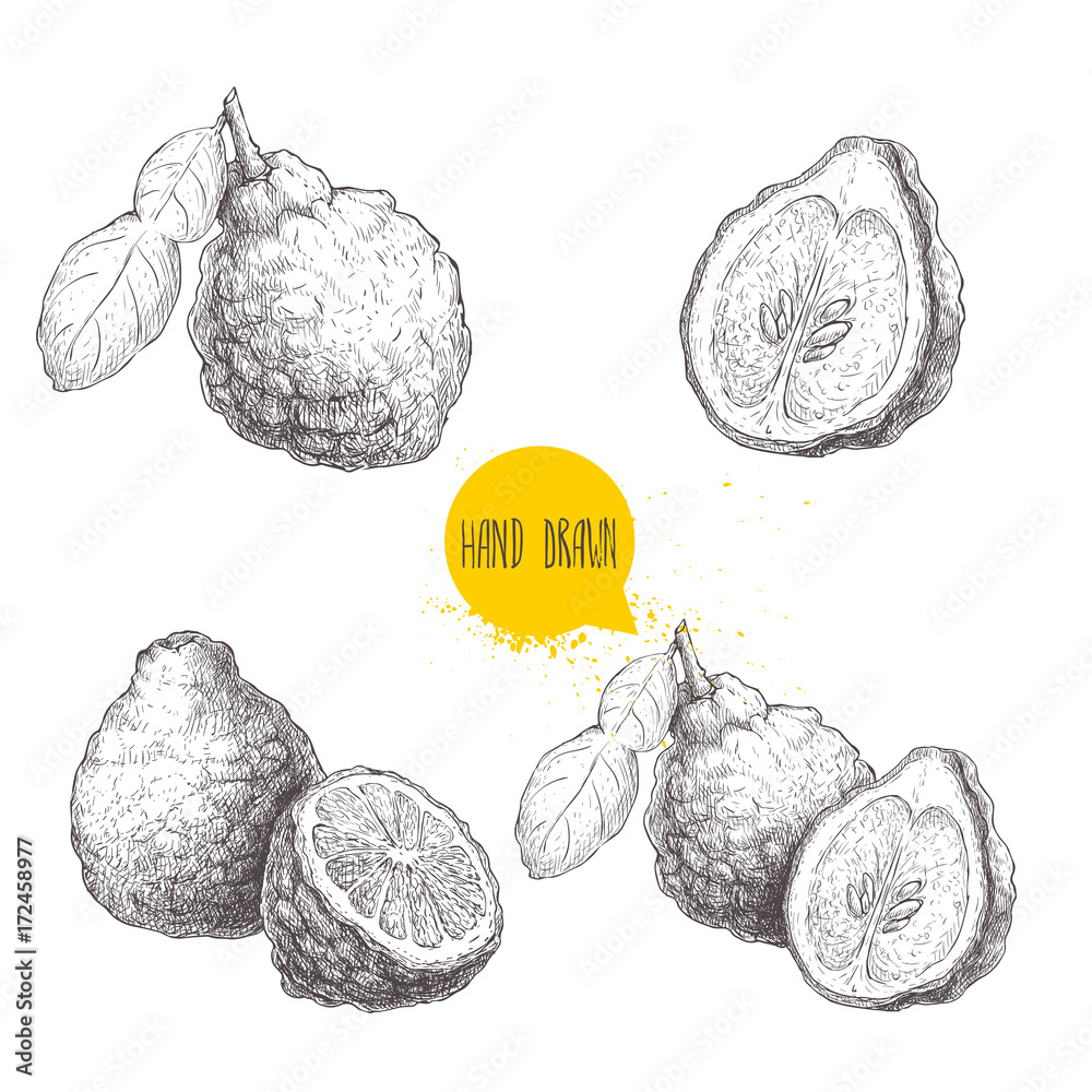 Hand drawn sketch style bergamot fruits set. Kaffir lime whole with leaf  and half vector illustration. Organic food. Citrus collection isolated on white background. - obrazy, fototapety, plakaty 