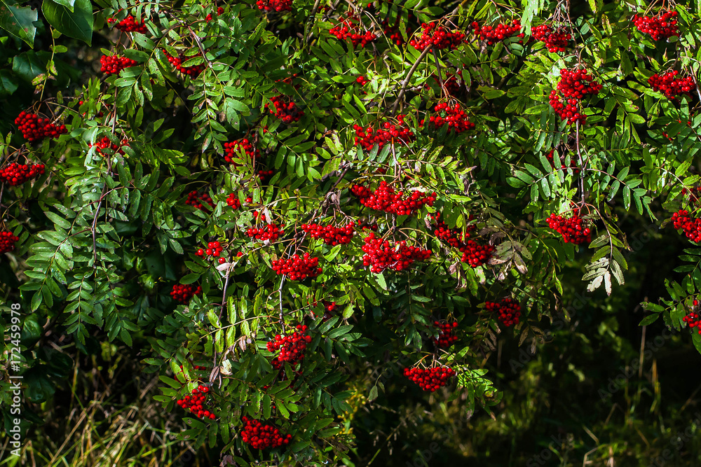 Thickets of red ash, autumn berry is ripe. Berries Rowan tree. The nature of the wild forests.