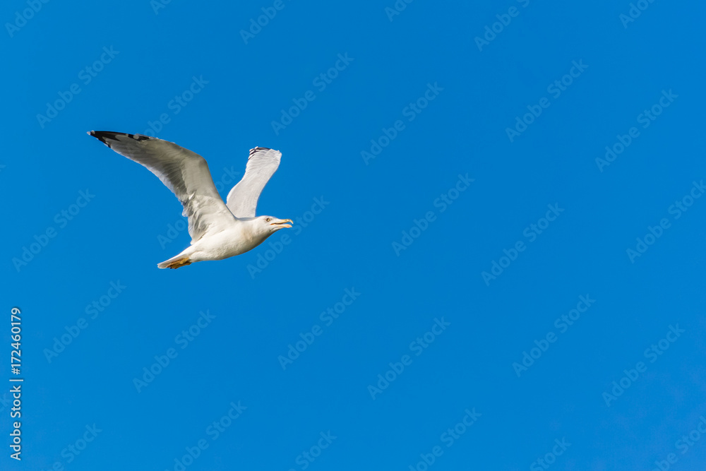 A Seagull Travelling Through the Horizons A Seagull Travelling Through the Horizons