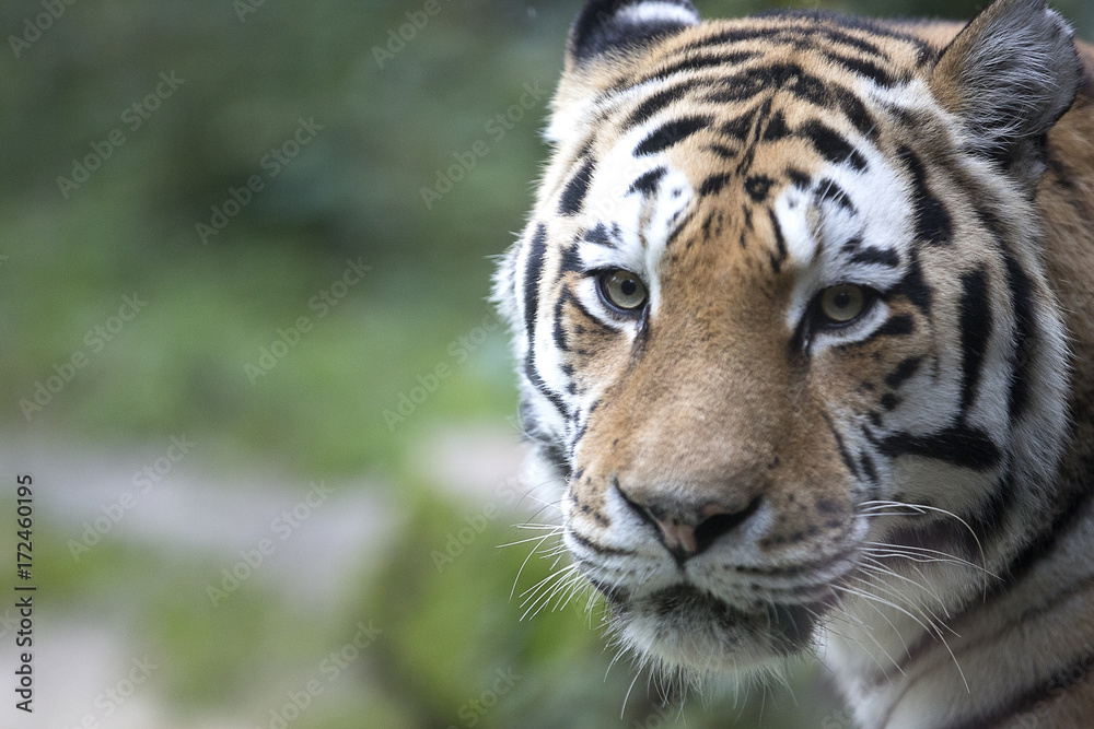 Fototapeta premium muso della tigre