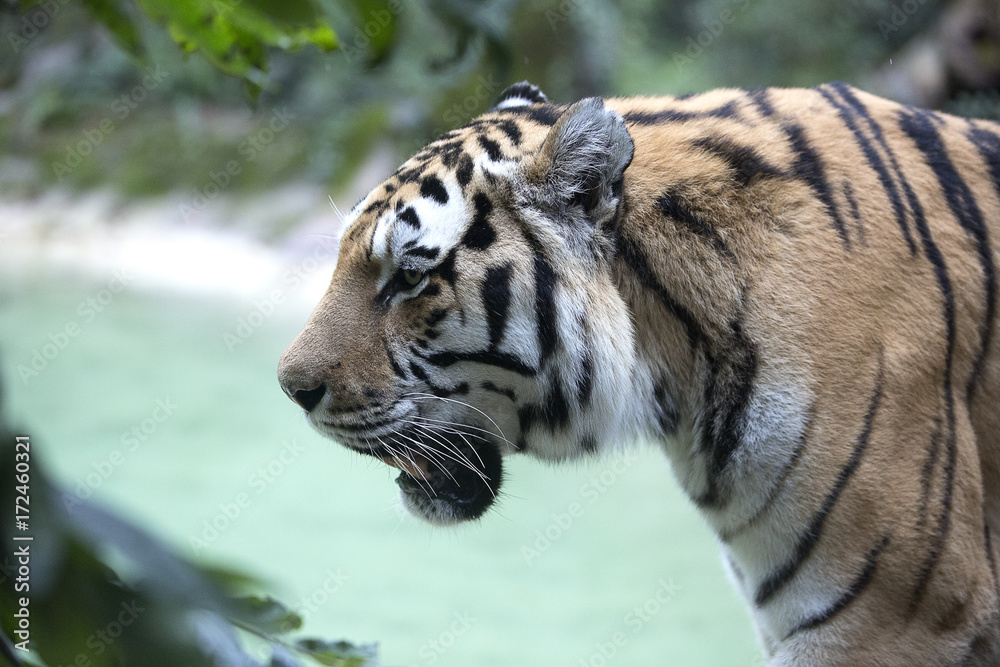 Naklejka premium ryk tygrysa