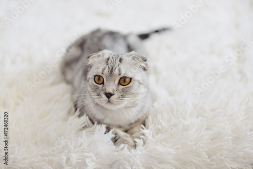 Scottish lop-eared cat lies on a white carpet