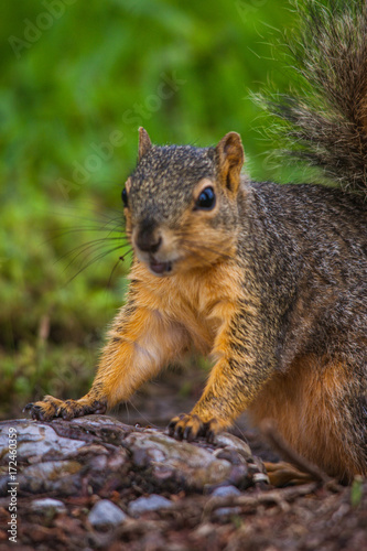 Squirrel © BONNIE C. MARQUETTE