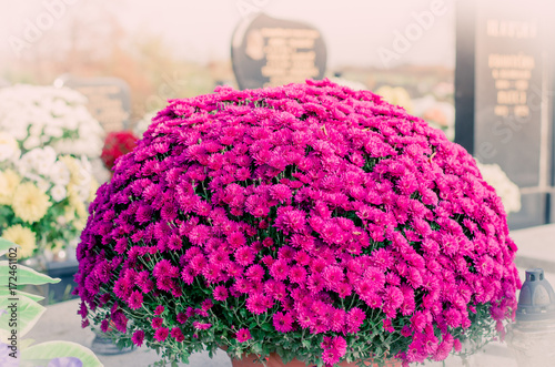 pink chrysanthemum flower photo