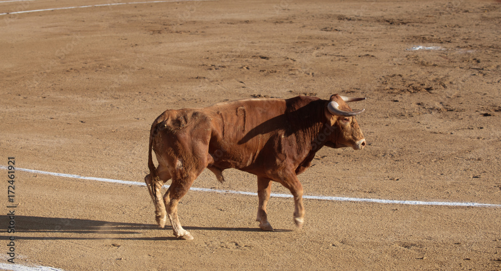 TORO RUBIO DE COSTADO EN UNA PLAZA DE TOROS TORO RUBIO DE COSTADO EN UNA PLAZA DE TOROS
