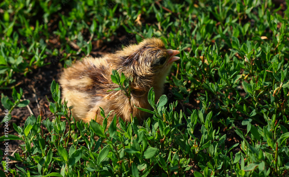 Beautiful small chick in the green grass Beautiful small chick in the green grass