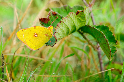 Colias croceus photo