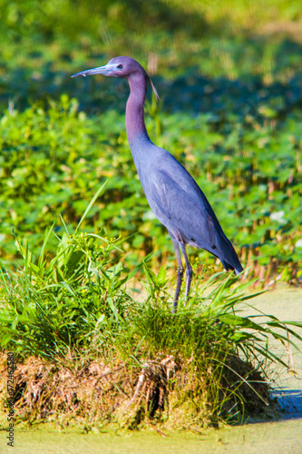 Little Blue Heron in swamp