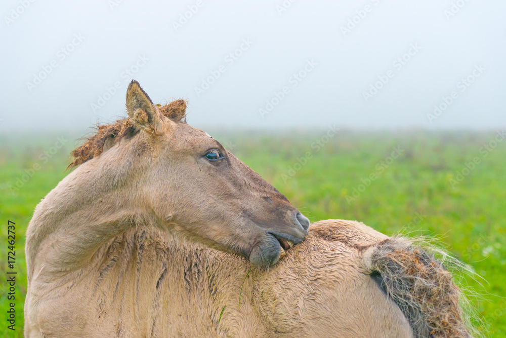 Fototapeta premium Horse in a misty field in autumn