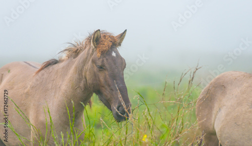Fototapeta Naklejka Na Ścianę i Meble -  Herd of horses in a misty field in autumn