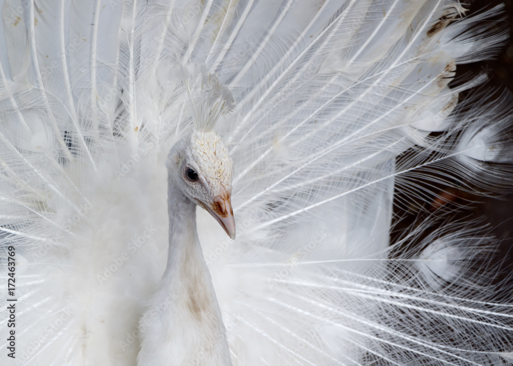 Fototapeta premium Zbliżenie: piękny biały paw z rozprzestrzeniającym się ogonem