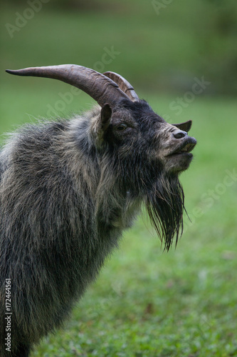 Billy Goat