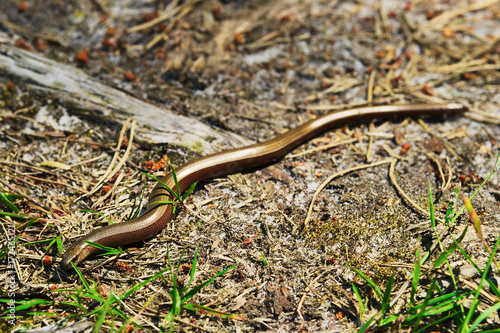Slowworm, Anguis fragilis legless lizard also called blindworm or common slow worm slithering through forest floor. Pomerania, northern Poland.