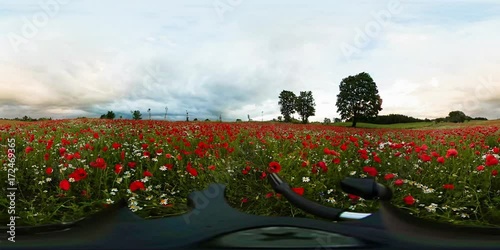 Red Wild poppies in the meadow at sunset, amazing 360 VR Video