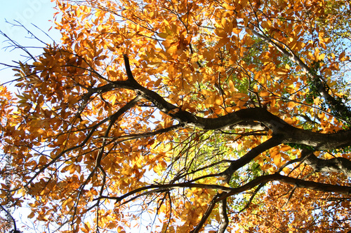 Faggi e castagni in autunno nel bosco photo