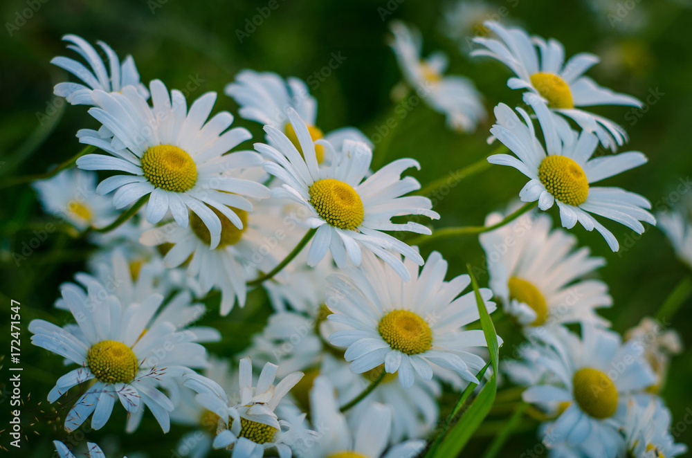 Obraz premium Field of daisy flowers