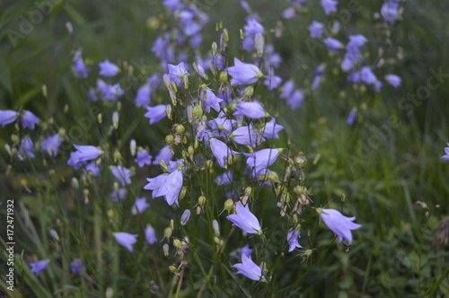 Bellflower - delicate blue wildflower