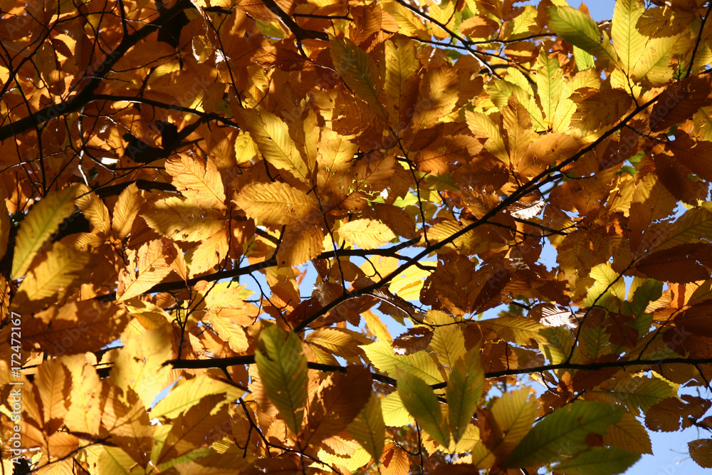 Fototapeta premium Faggi e castagni in autunno nel bosco