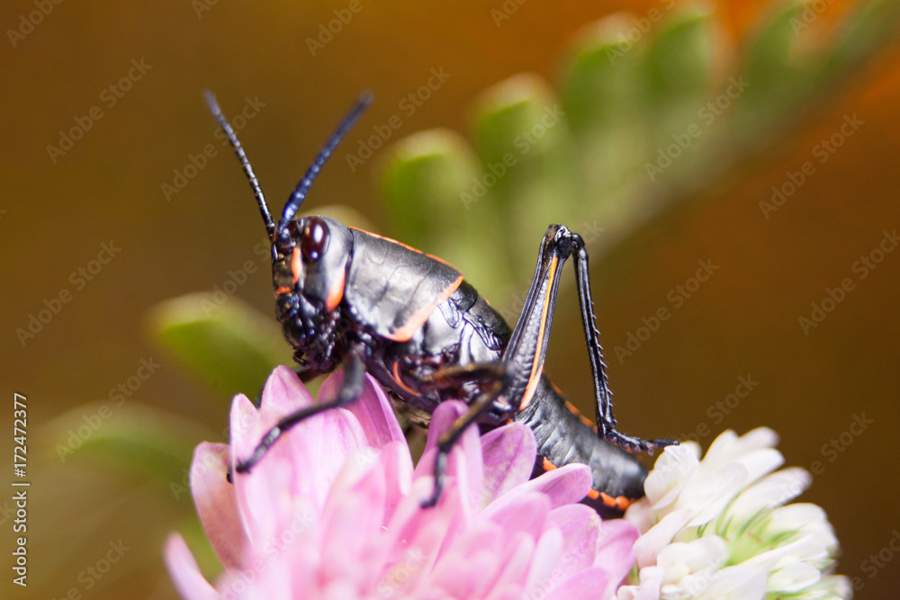 Fototapeta premium Grasshopper Macro