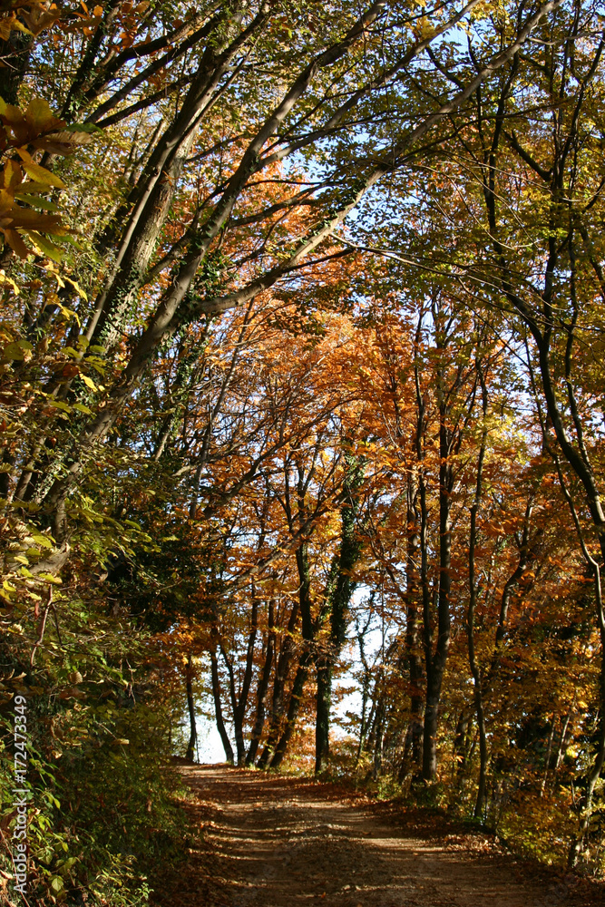 Faggi e castagni in autunno nel bosco